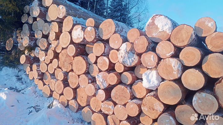 Пиловочник хвойный