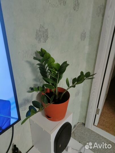 Замиокулькас