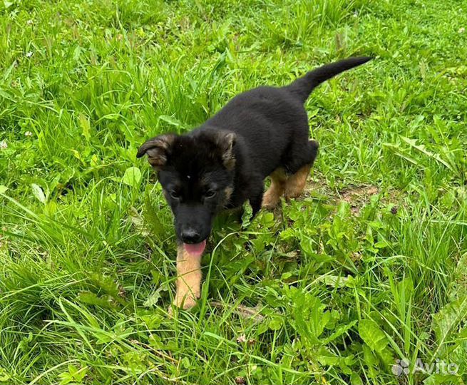 Щенки Восточно европейской овчарки