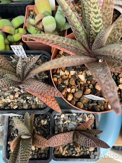 Гастерия (Gasteria) - 1