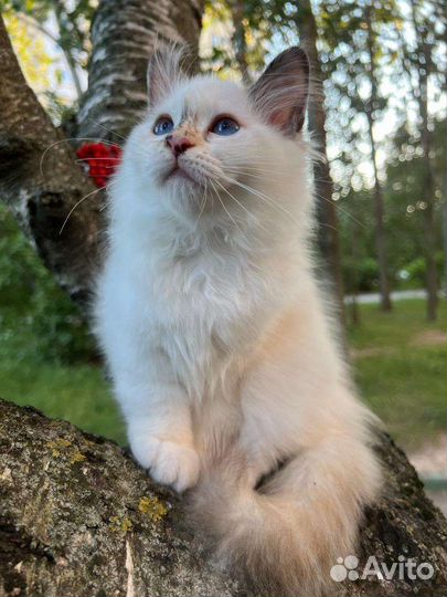 Котята священная бирма