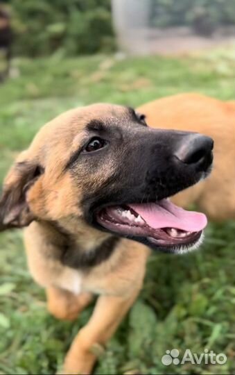 Щенок в добрые руки