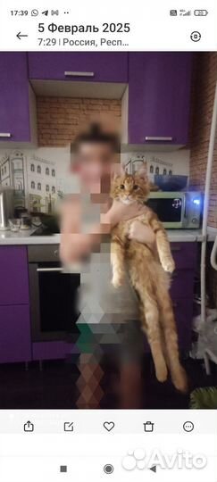 Котёнок мейн-кун