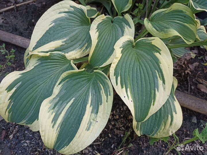 Хоста Диана ремембер