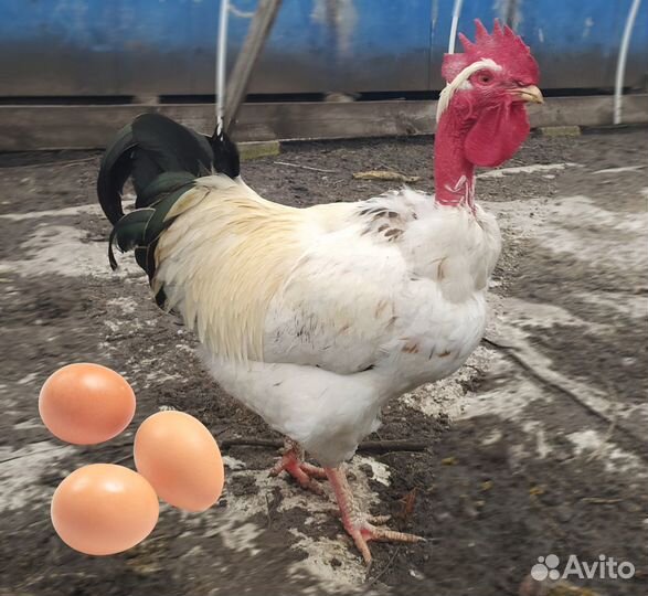 Яйца инкубационные породистых кур