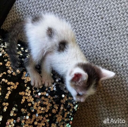 Отдам в добрые,любящие руки котят