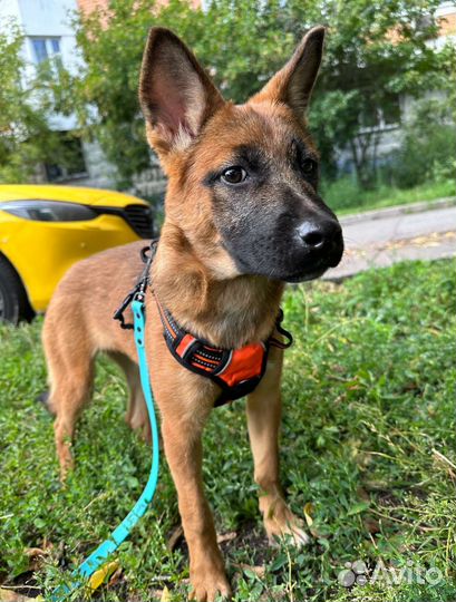 Щенок метис малинуа в добрые руки