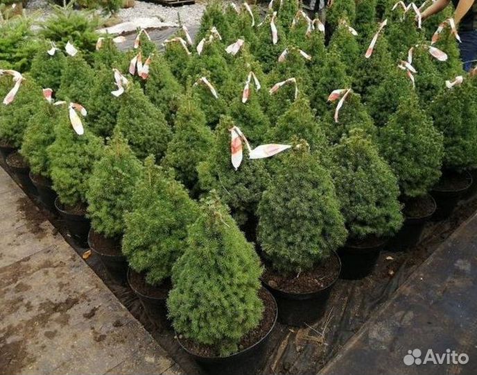 Ель Коника 1 м