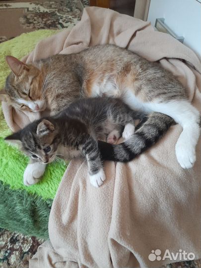 Котята отдам в добрые руки бесплатно
