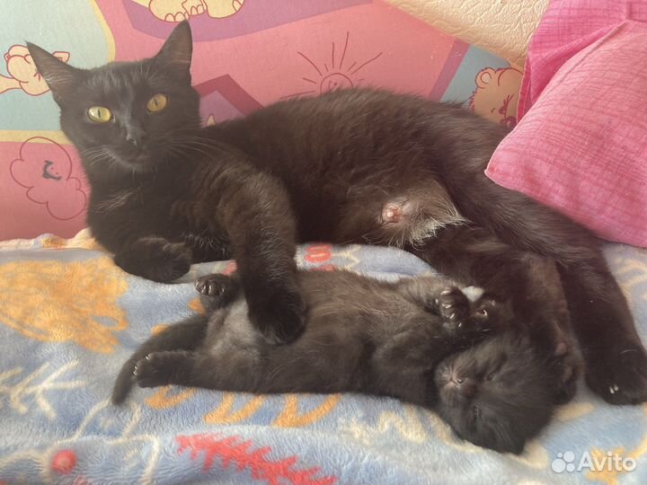 Котенок бесплатно, в добрые руки