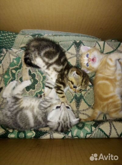 Продам котят шотландские вислоухие