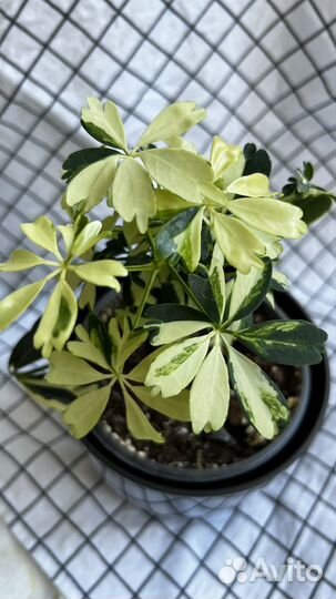 Шефлера жанин