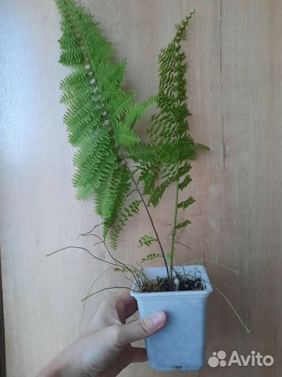 Папоротник нефролепис