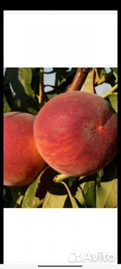 Саженцы персика и абрикосы
