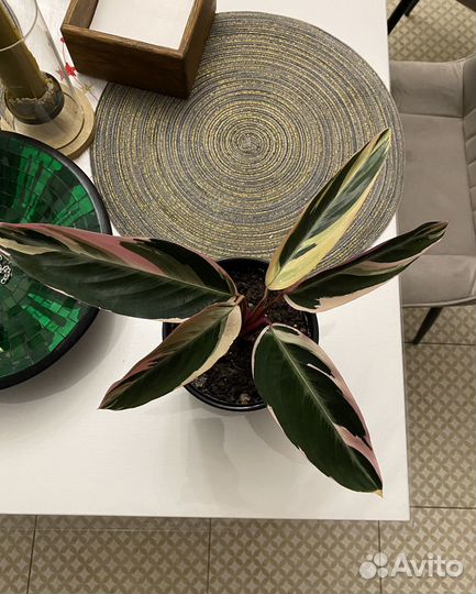 Строманта триколор