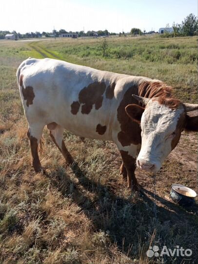 Бык 1,2 месяца