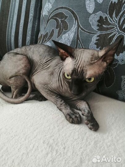 Канадский сфинкс