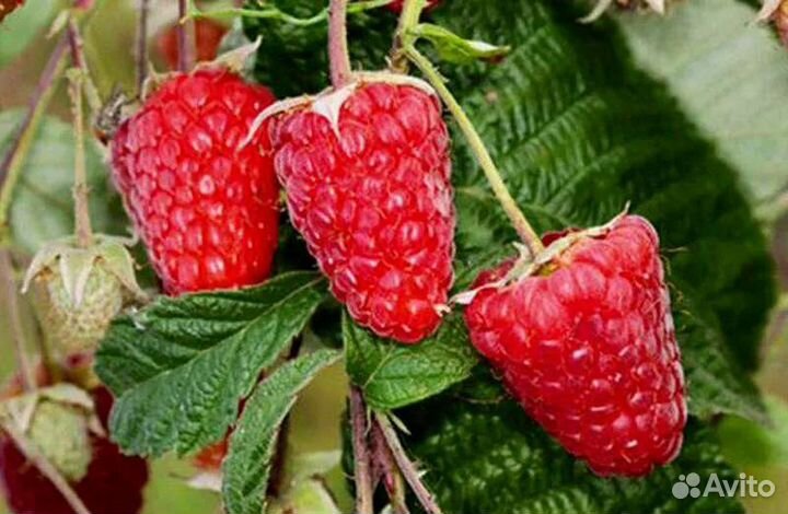 Продам саженцы крупноплодной элитной малины