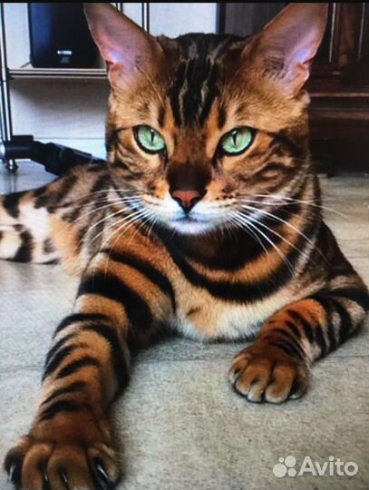 Бенгальская кошка