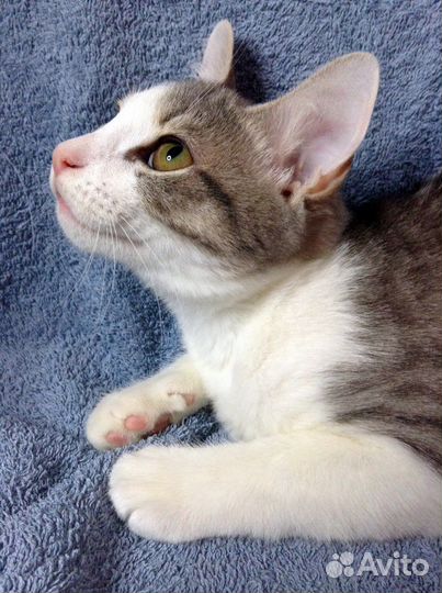 Красивый малыш ищет дом