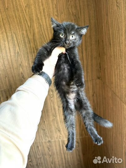 Котенок мальчик