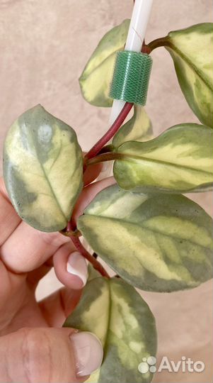 Хойя carnosa Argentea Princess