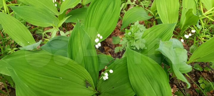 Участок 4,7 сот. (СНТ, ДНП)