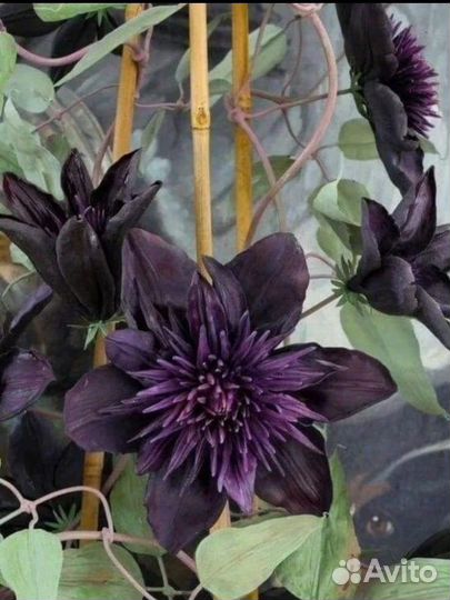 Саженцы Клематиса чёрный принц