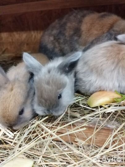 Декоративные карликовые кролики. Бронь