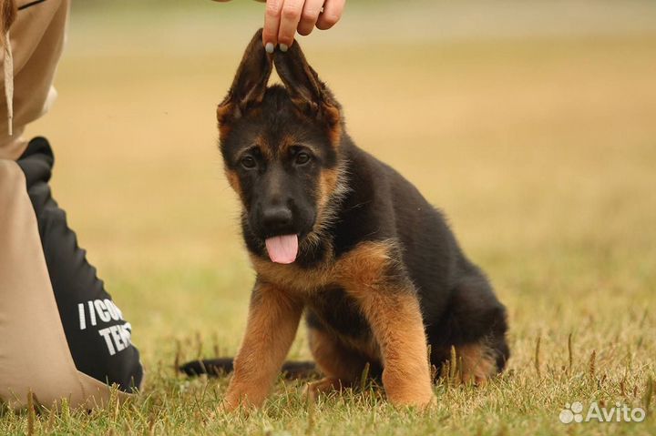 Щенки немецкой овчарки. Питомник