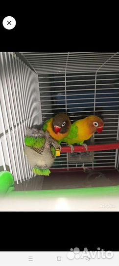 Попугаи неразлучники