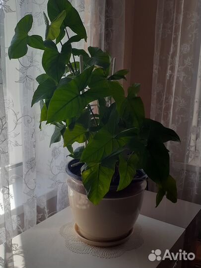 Комнатные цветы