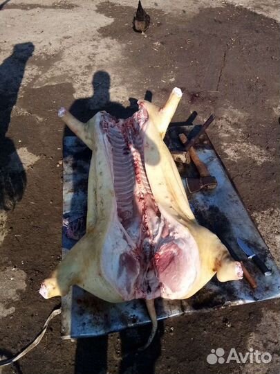 Мясо свинина домашняя