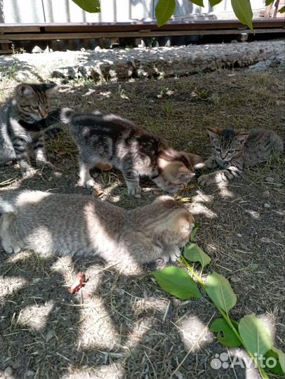 Кошки в добрые руки бесплатно