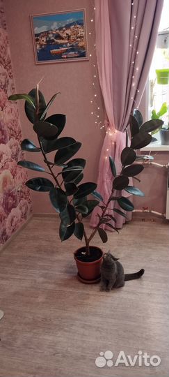 Замиокулькас