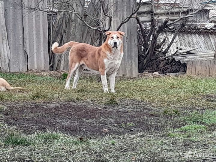 Кабель на вязку