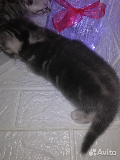 Британские котята вислоухие