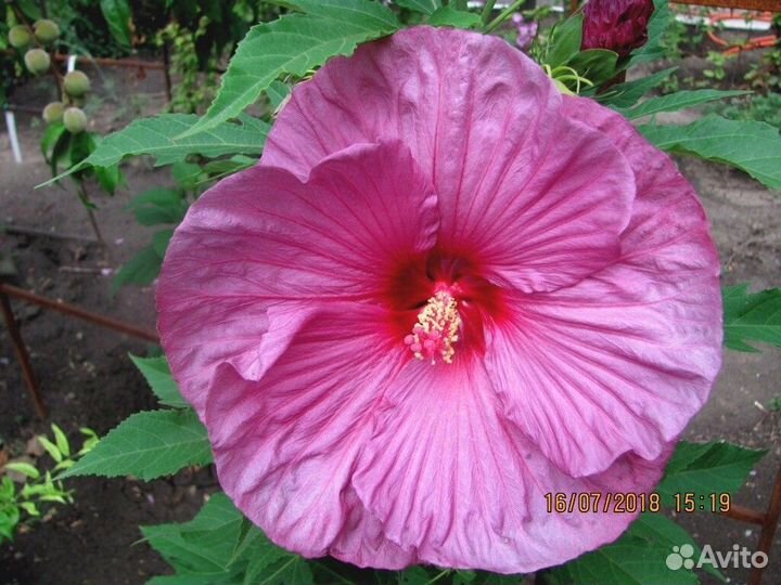 Цветите разнообразием: семена сортовых гибискусов