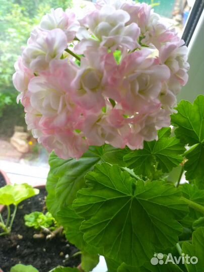 Пеларгония April Snow