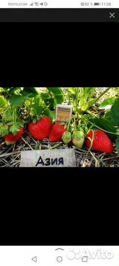 Рассада клубники азия