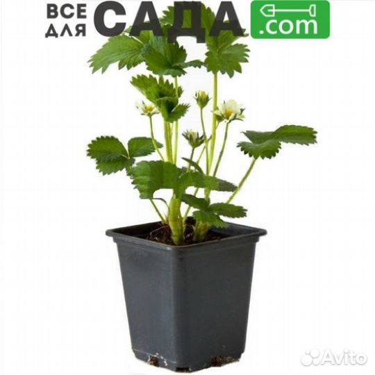 Саженцы клубники Берегиня