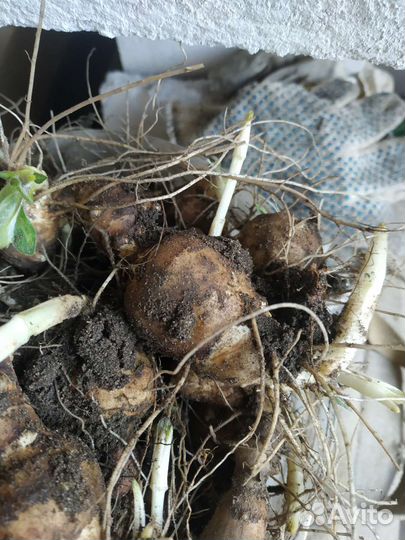 Топинамбур клубни