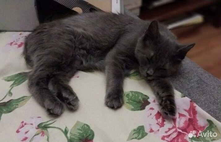 Дымчатый котенок