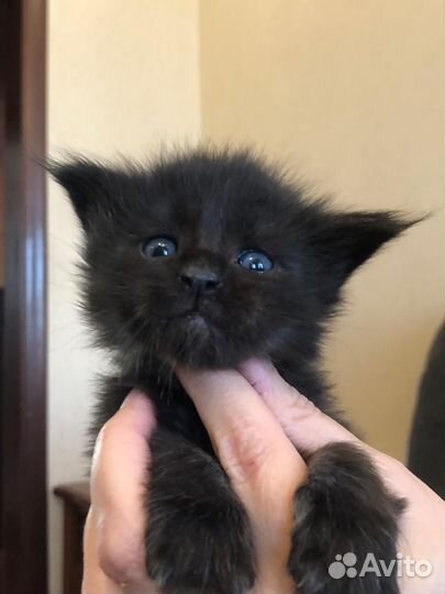 Котенок Мейн кун