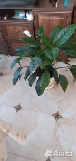 Цветок. Женское счастье