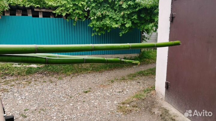 Продаю Бамбук среднего размера