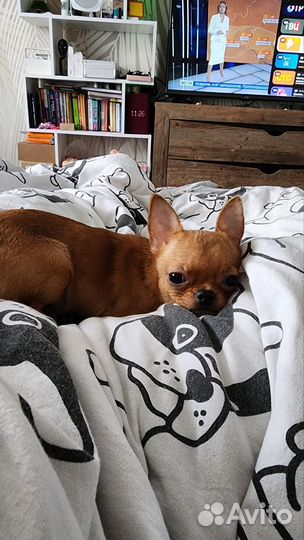 Чихуахуа мини микро