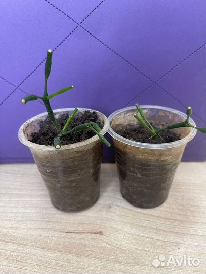 Цветок из палочек оленьи рожки цветы хатиора рожки