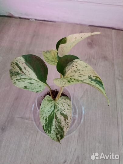 Сциндапсус Эпипремнум