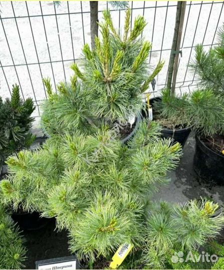 Сосна (schoon's bonsai) шунс бонсай с 5л